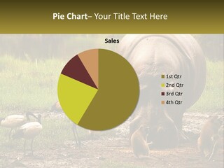 Hippo Bird Animal PowerPoint Template