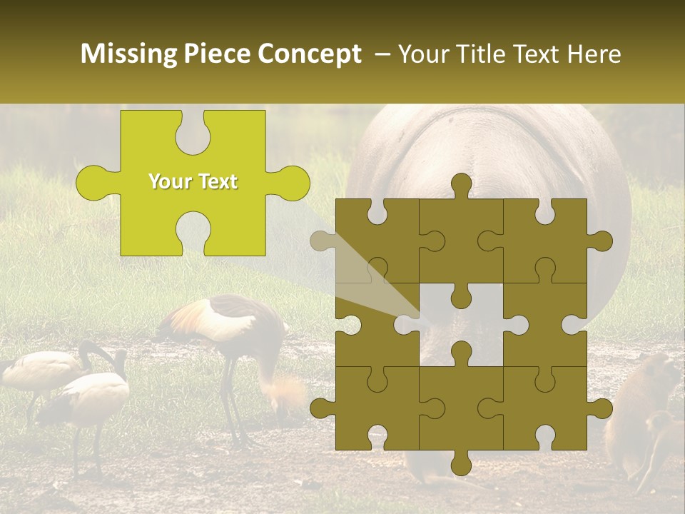 Hippo Bird Animal PowerPoint Template