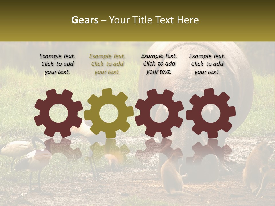 Hippo Bird Animal PowerPoint Template