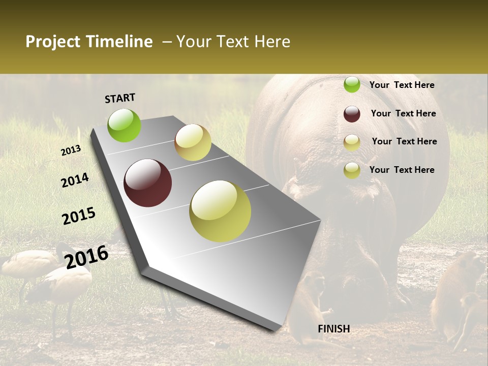 Hippo Bird Animal PowerPoint Template