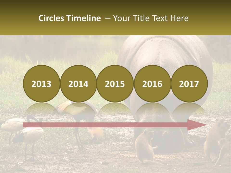 Hippo Bird Animal PowerPoint Template