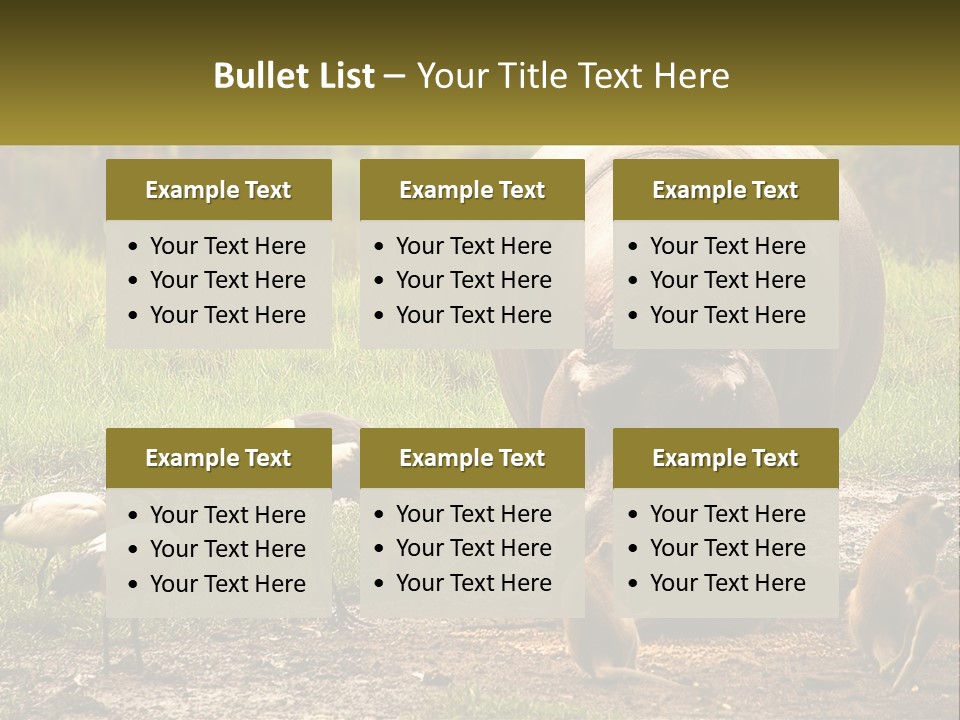 Hippo Bird Animal PowerPoint Template