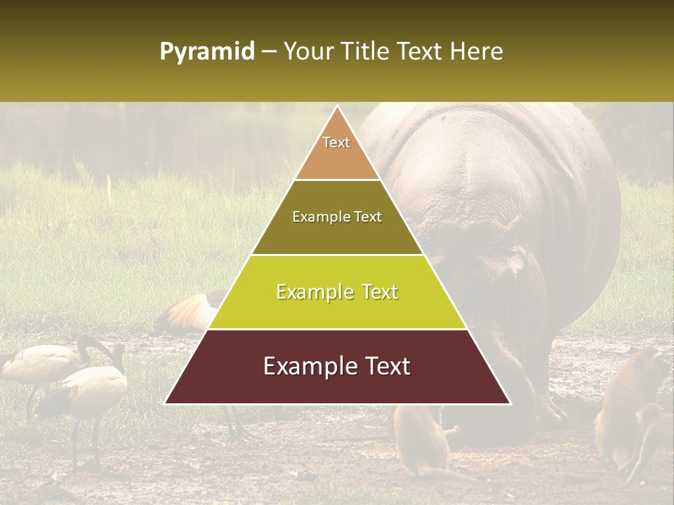 Hippo Bird Animal PowerPoint Template