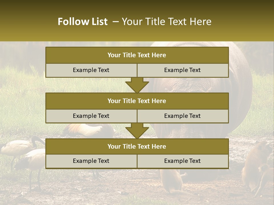 Hippo Bird Animal PowerPoint Template