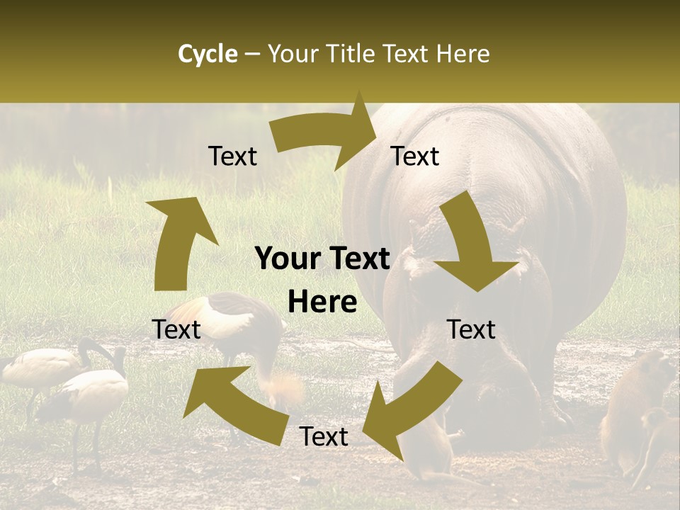 Hippo Bird Animal PowerPoint Template