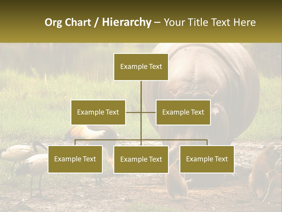 Hippo Bird Animal PowerPoint Template