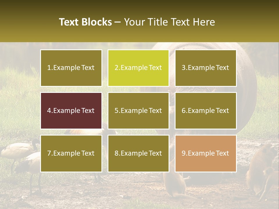 Hippo Bird Animal PowerPoint Template