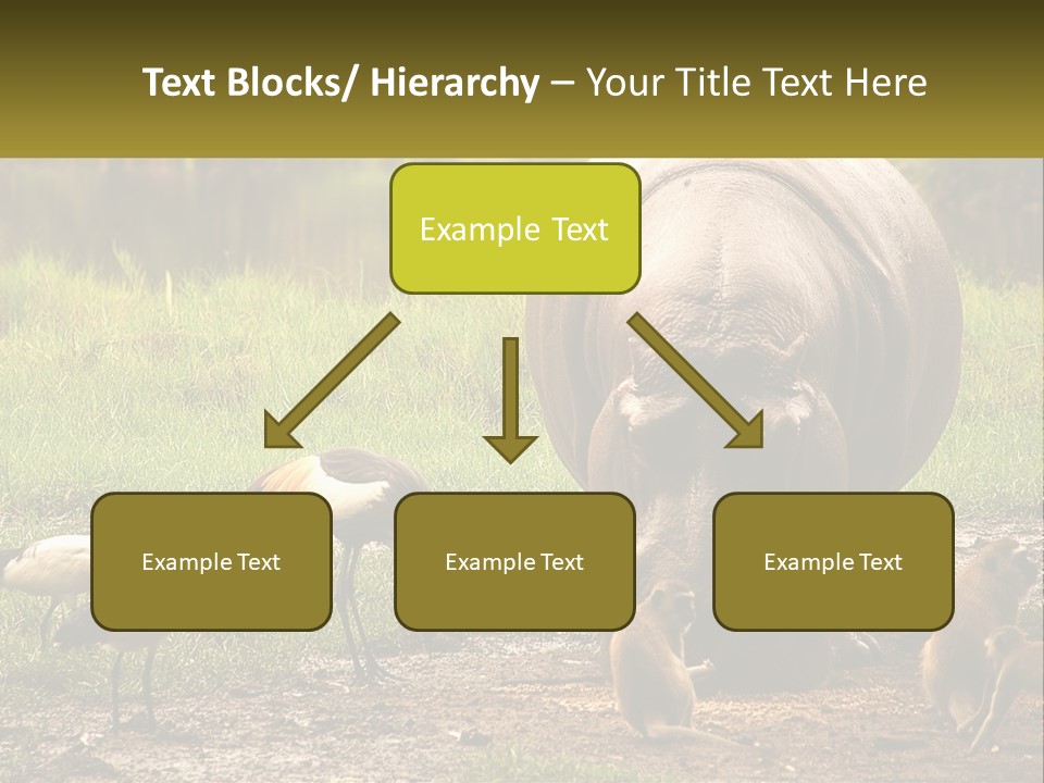 Hippo Bird Animal PowerPoint Template