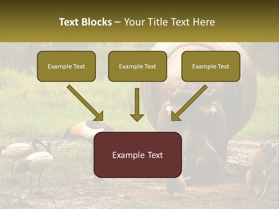 Hippo Bird Animal PowerPoint Template