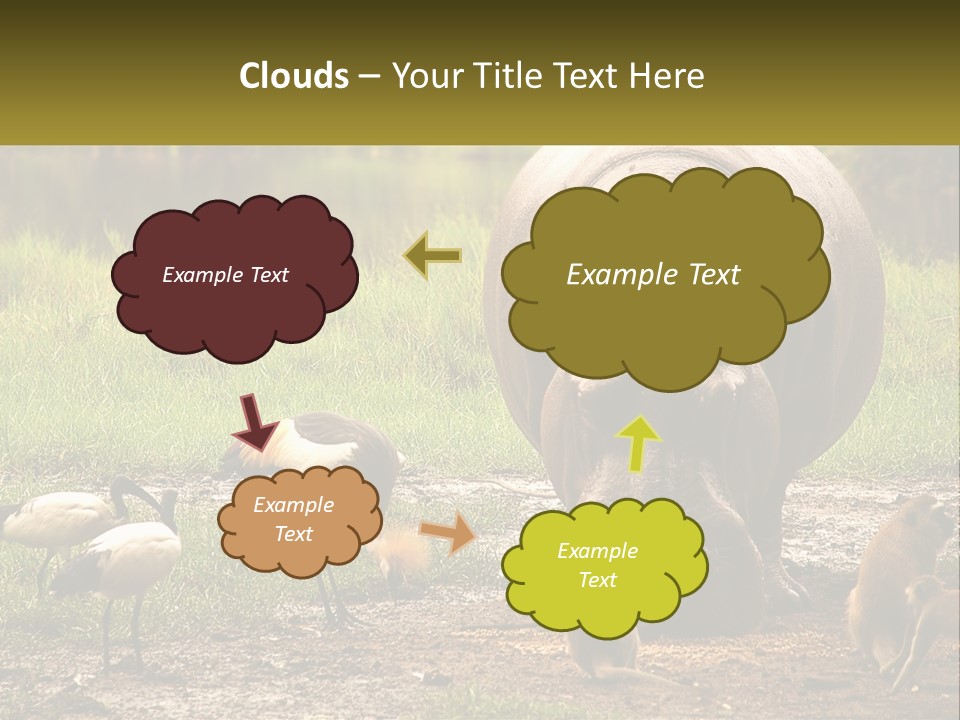 Hippo Bird Animal PowerPoint Template