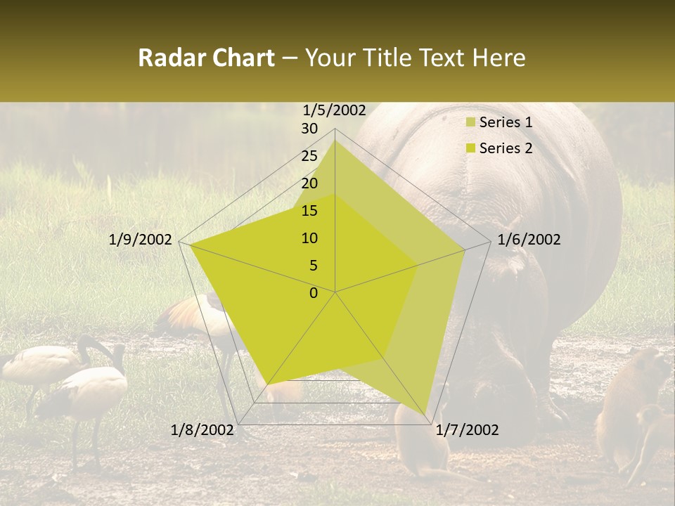 Hippo Bird Animal PowerPoint Template