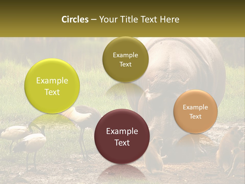 Hippo Bird Animal PowerPoint Template