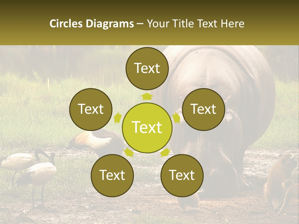 Hippo Bird Animal PowerPoint Template