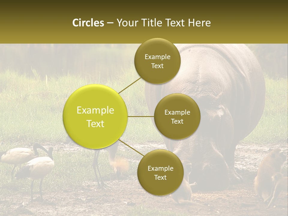 Hippo Bird Animal PowerPoint Template