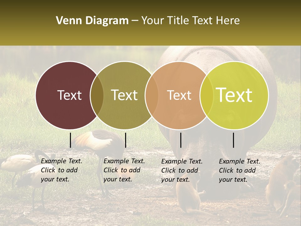 Hippo Bird Animal PowerPoint Template