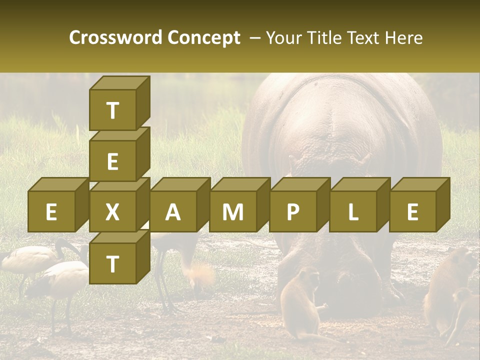 Hippo Bird Animal PowerPoint Template