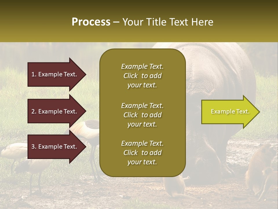 Hippo Bird Animal PowerPoint Template