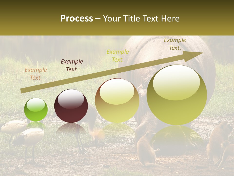 Hippo Bird Animal PowerPoint Template