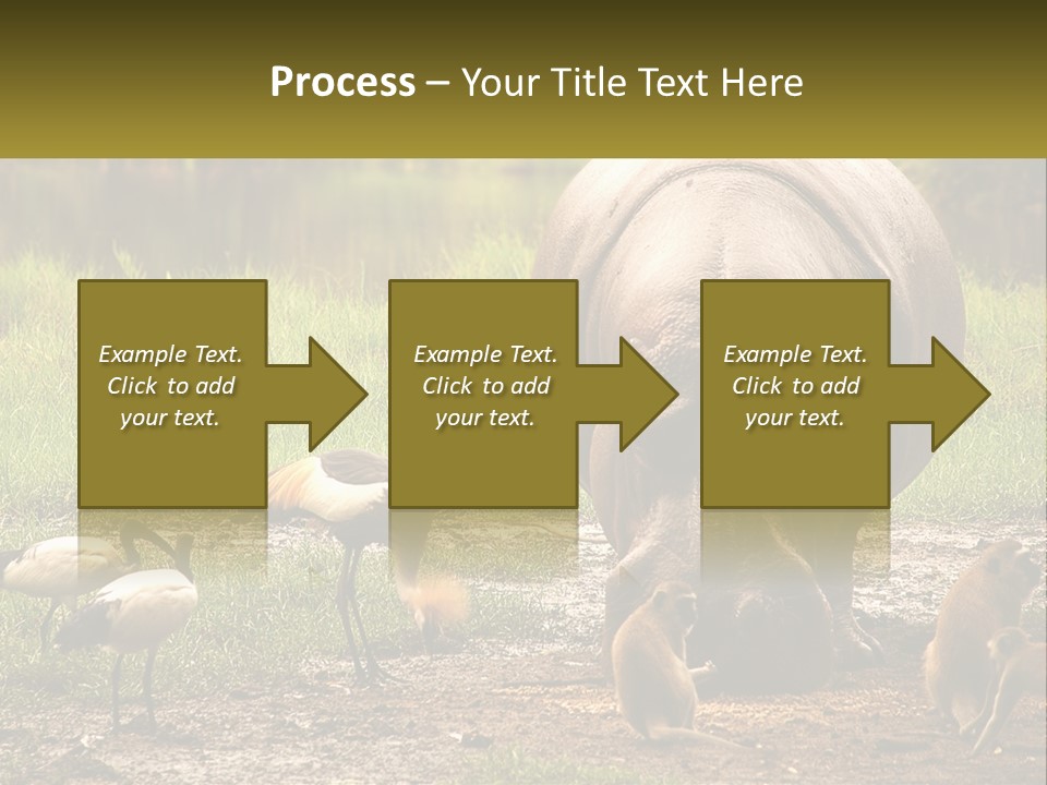 Hippo Bird Animal PowerPoint Template