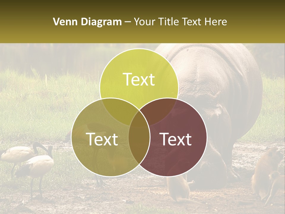 Hippo Bird Animal PowerPoint Template