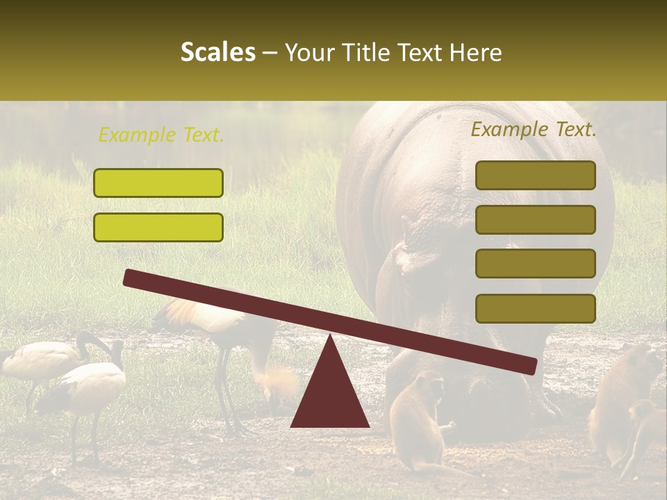 Hippo Bird Animal PowerPoint Template