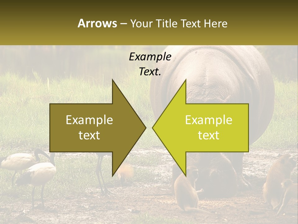 Hippo Bird Animal PowerPoint Template