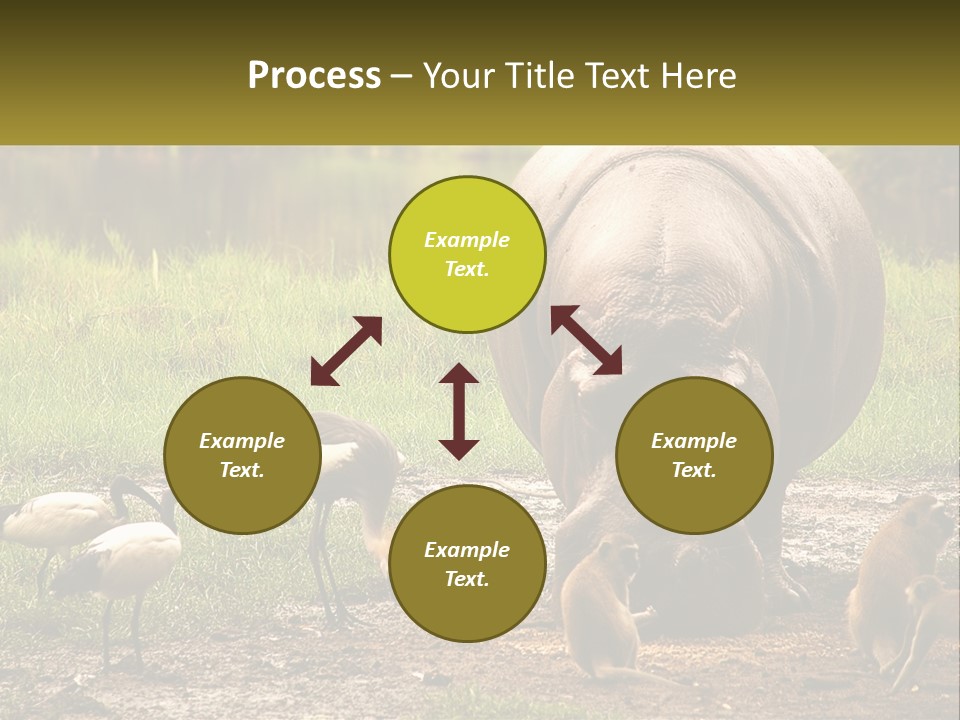 Hippo Bird Animal PowerPoint Template