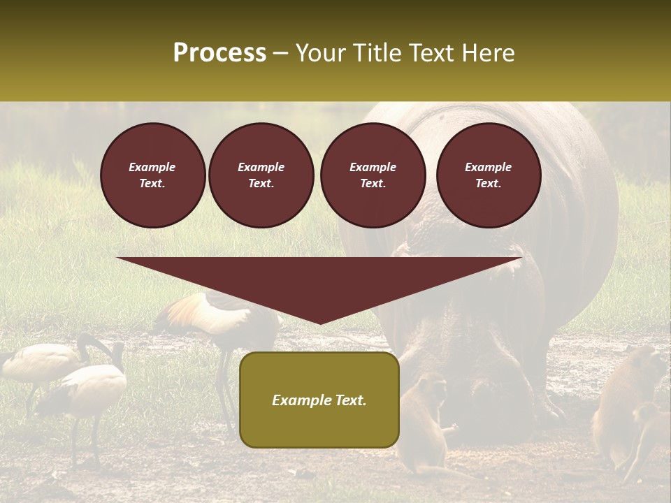 Hippo Bird Animal PowerPoint Template