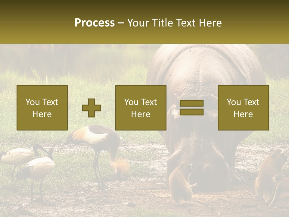 Hippo Bird Animal PowerPoint Template