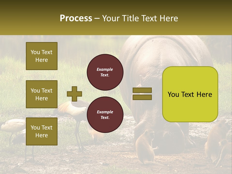 Hippo Bird Animal PowerPoint Template