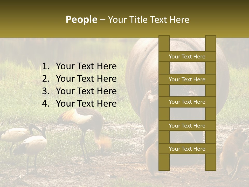 Hippo Bird Animal PowerPoint Template