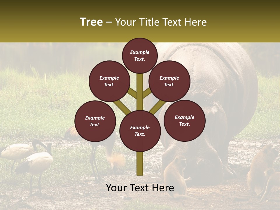 Hippo Bird Animal PowerPoint Template