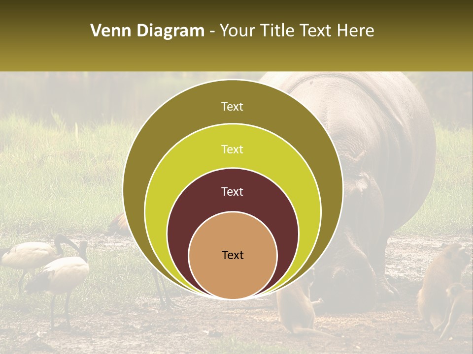 Hippo Bird Animal PowerPoint Template