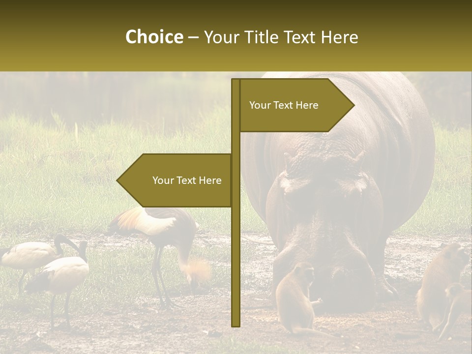 Hippo Bird Animal PowerPoint Template