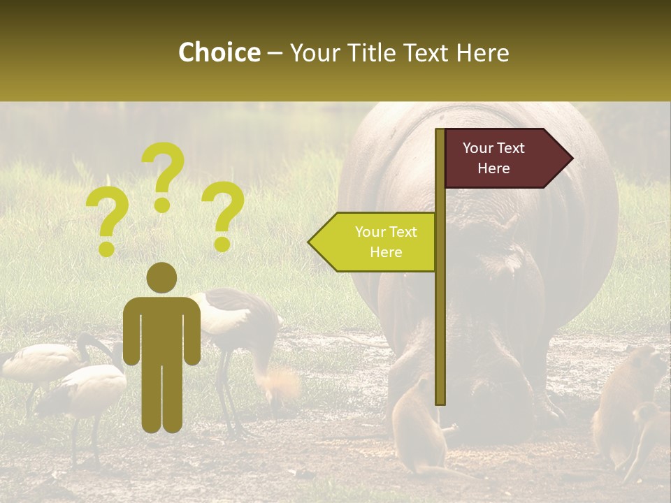 Hippo Bird Animal PowerPoint Template