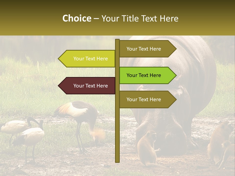 Hippo Bird Animal PowerPoint Template