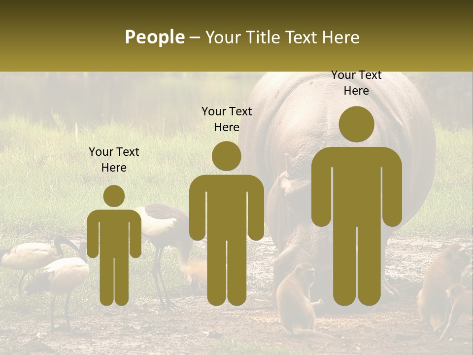 Hippo Bird Animal PowerPoint Template