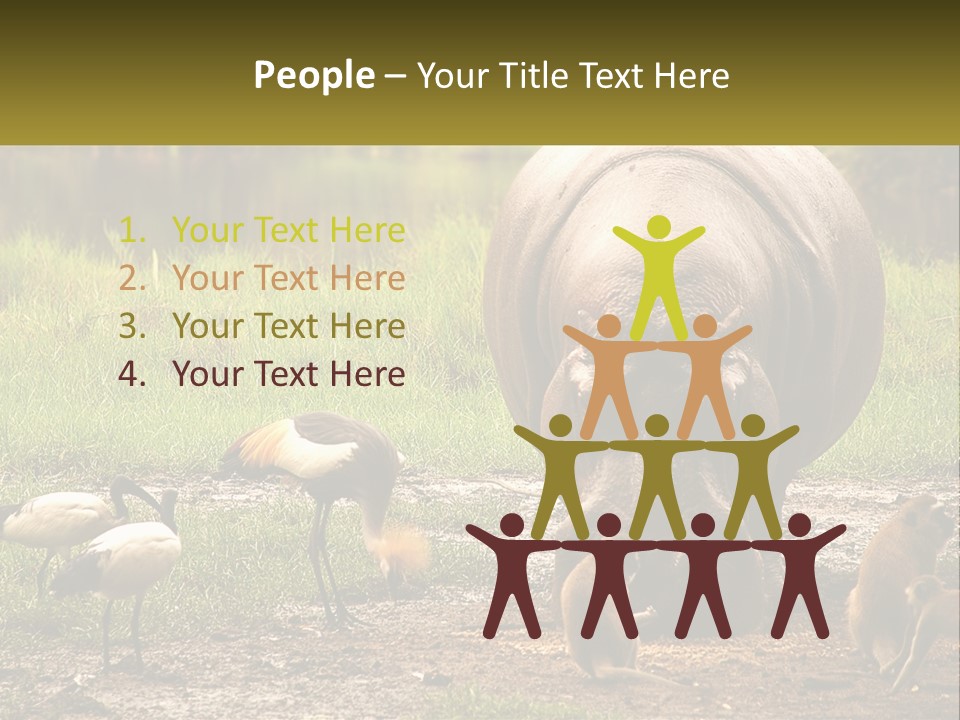 Hippo Bird Animal PowerPoint Template