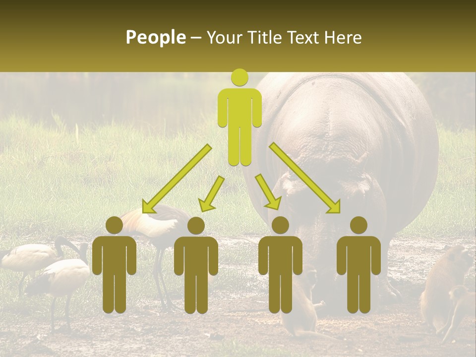 Hippo Bird Animal PowerPoint Template