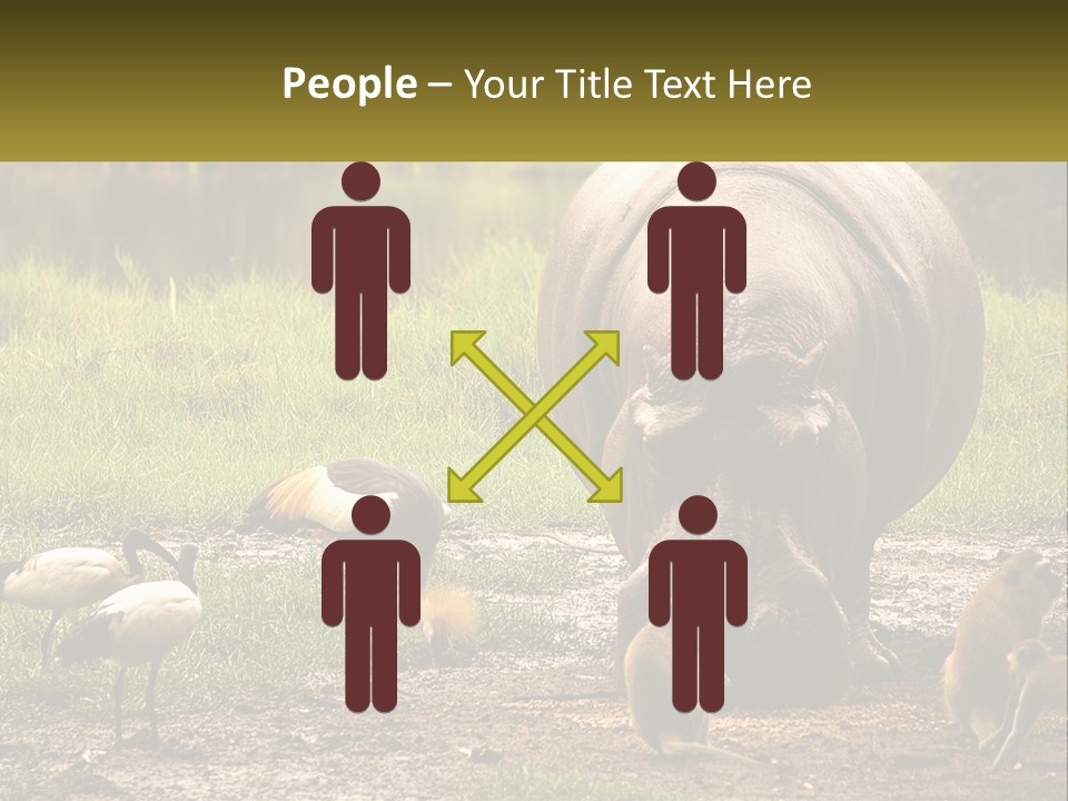 Hippo Bird Animal PowerPoint Template