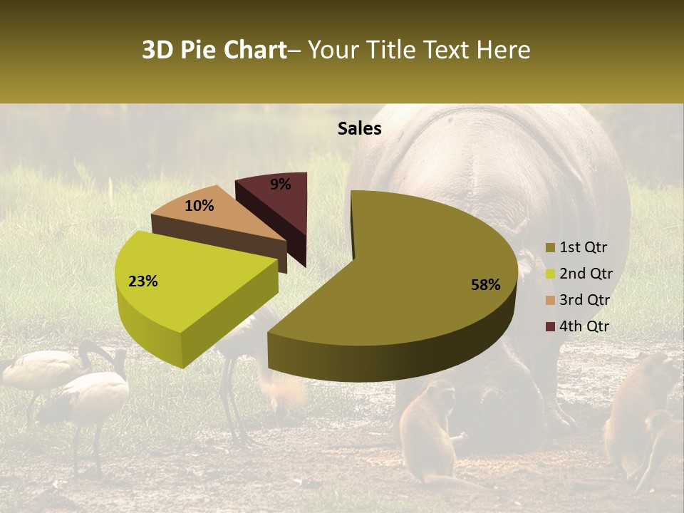 Hippo Bird Animal PowerPoint Template