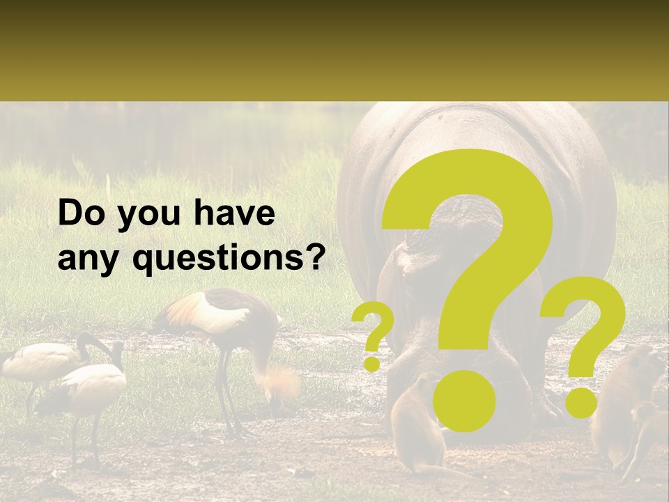 Hippo Bird Animal PowerPoint Template