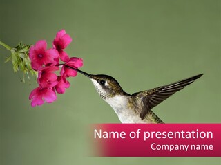 Archilochus Humming Hummingbird PowerPoint Template