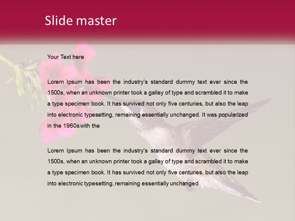 Archilochus Humming Hummingbird PowerPoint Template