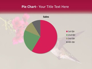 Archilochus Humming Hummingbird PowerPoint Template