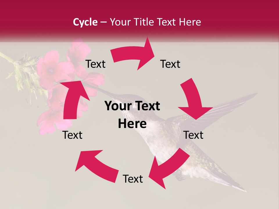 Archilochus Humming Hummingbird PowerPoint Template
