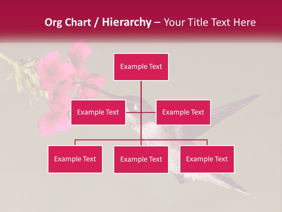 Archilochus Humming Hummingbird PowerPoint Template