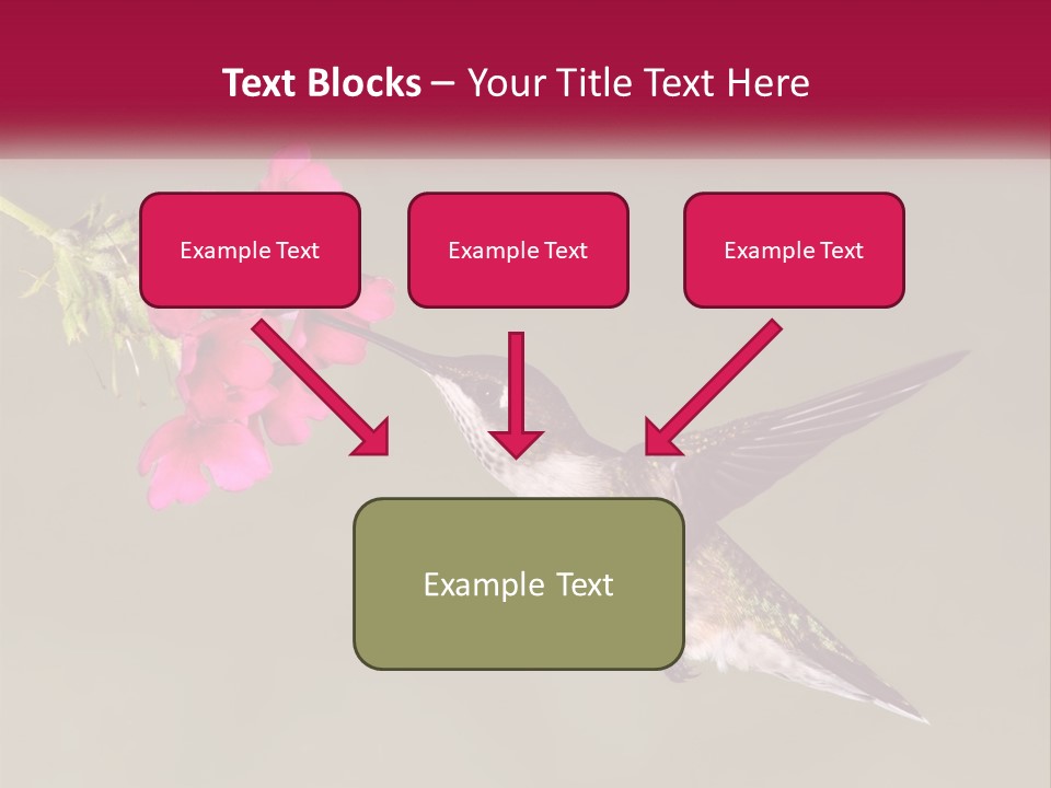 Archilochus Humming Hummingbird PowerPoint Template