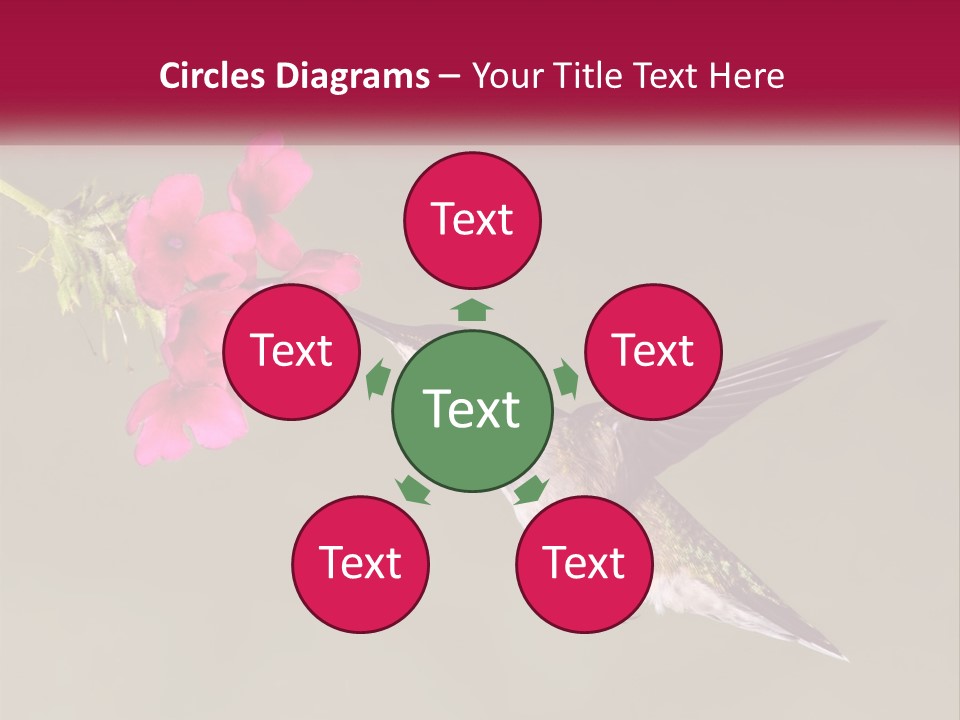 Archilochus Humming Hummingbird PowerPoint Template