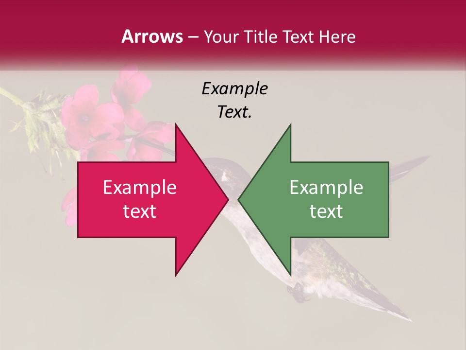 Archilochus Humming Hummingbird PowerPoint Template